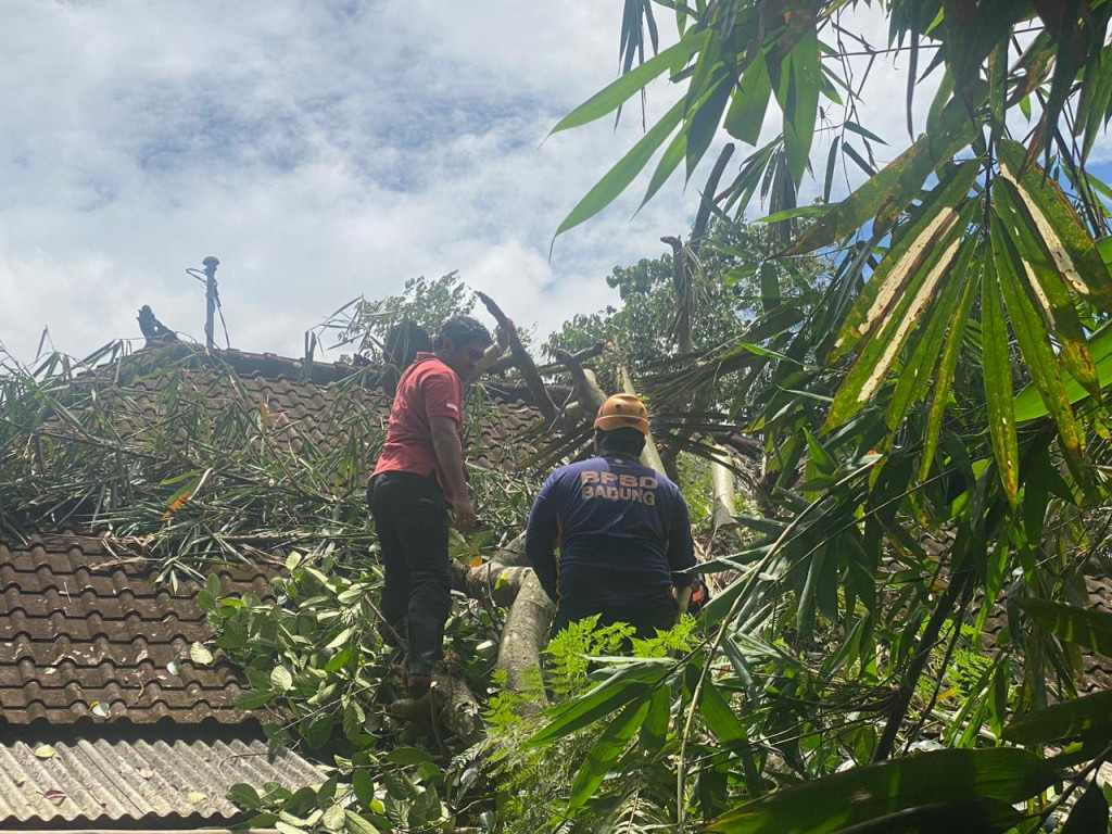 Pohon Tumbang akibat Cuaca Ekstrim di Jalan Lasem, Banjar Tegal, Desa Abiansemal, Kecamatan Abiansemal Tanggal 06 Januari 2023